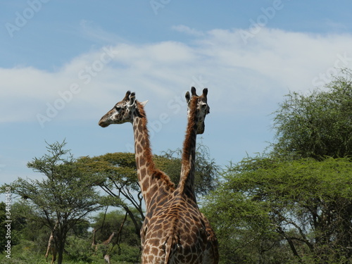 Canvas Print giraffes in the savannah