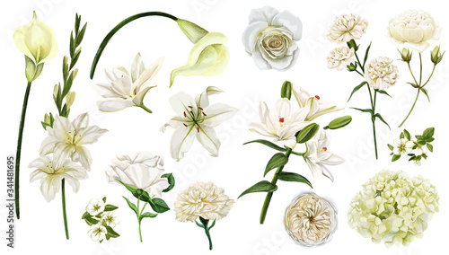 Fotografia, Obraz White flowers set, watercolor hand drawn vector