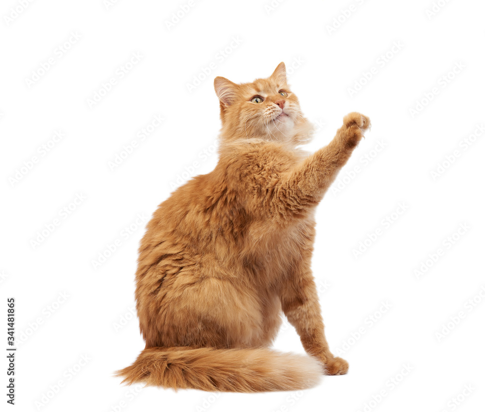 Cat holding best sale front paw up