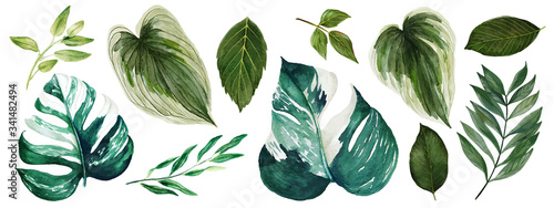 Monstera leaves, Watercolor bright greenery collection, hand drawn 