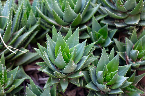 aloe vera plant in the garden