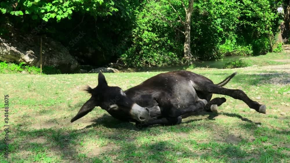 A black donkey rests on the green grass on a clear Sunny day against the background of a mountain river. A black donkey rests on the green grass on a clear Sunny day against the background of a mountain river.
