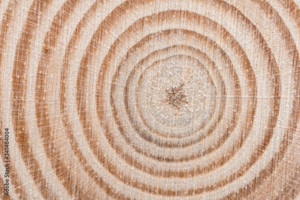 Fototapeta premium Wooden tree cut surface with organic tree rings
