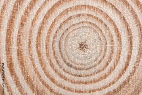 Wooden tree cut surface with organic tree rings