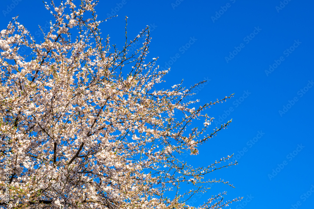 Blossoming fruit tree under blue sky, spring flowers