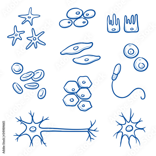 Set of different human cells, for medical info-graphics, nerve, bone, epithelial, muscle, blood, stem, sperm, oocyte. Medicine and biology collection. Hand drawn line art cartoon vector illustration.