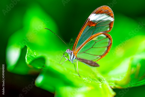 Glasswing Butterfly (Greta oto) in a summer garden. © blackdiamond67