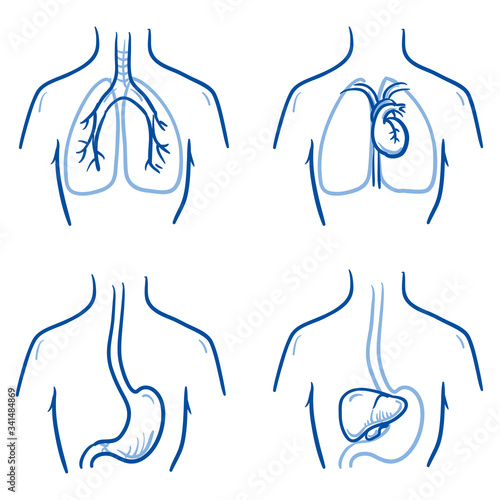 Set of different human inner organs in chest, for medical infographics. Hand drawn line art cartoon vector illustration.