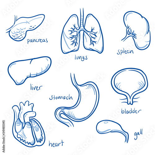 Set of different human inner organs, some are in cross section view, for medical info graphics. Hand drawn line art cartoon vector illustration. 