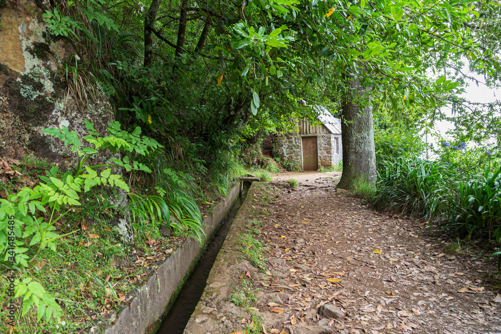 A walking trail along madeira's levada in the relic forest.