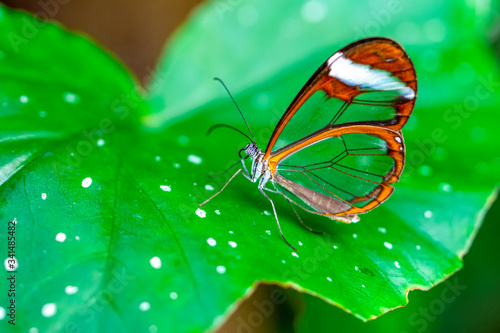 Glasswing Butterfly (Greta oto) in a summer garden. 