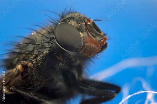 closeup of a fly on a blue background. microcosm of insects. © photosaint