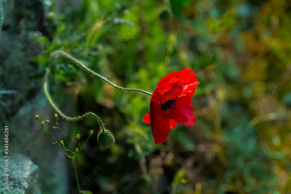 Fototapeta premium Poppy blooms in springtime. Red poppy on a gray stone. Art photography. Nature wallpaper blurred backdrop. Shallow depth of field.