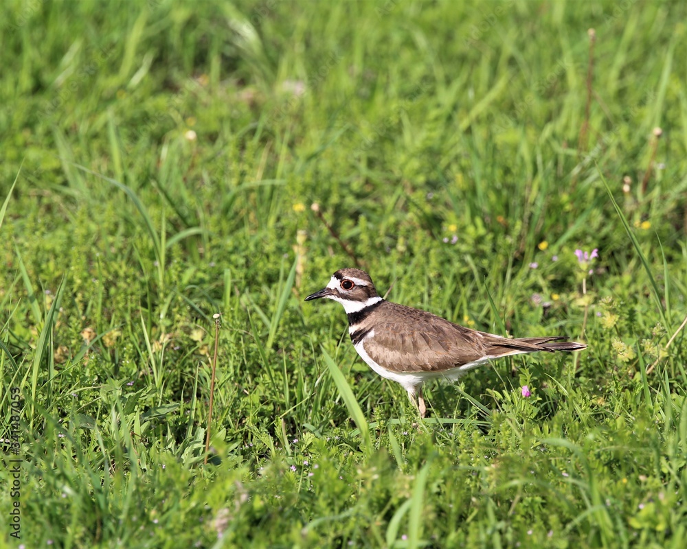 A Mother Killdeer Guarding Her Nest In A Yard In Rural South Central Oklahoma A Mother Killdeer Guarding Her Nest In A Yard In Rural South Central Oklahoma