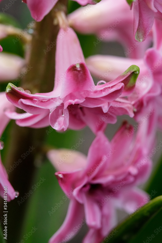 A drop of water on terry hyacinth flowers in spring in the garden. A drop of water on terry hyacinth flowers in spring in the garden.