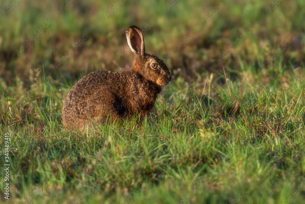 Fototapeta premium Brown hare sits in morning sunlight in meadow. Side view.