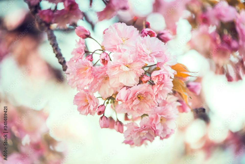 Japanese sakura flowers close-up. Pink flowers on a tree. Spring flowers, beautiful nature blooming.  
