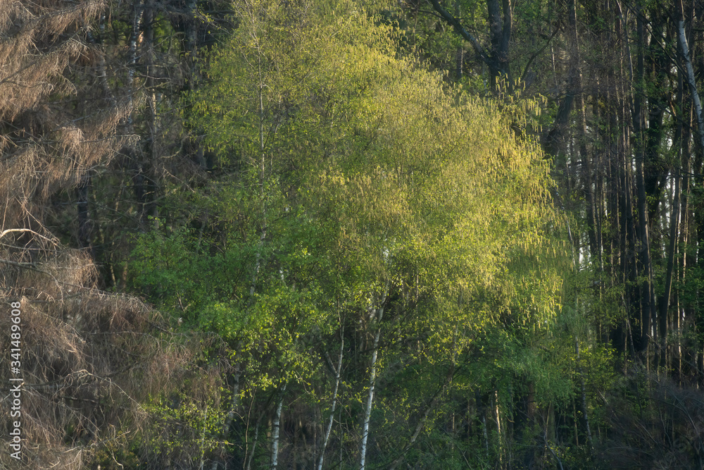 Birch trees with fresh leaves in spring sunlight. Birch trees with fresh leaves in spring sunlight.