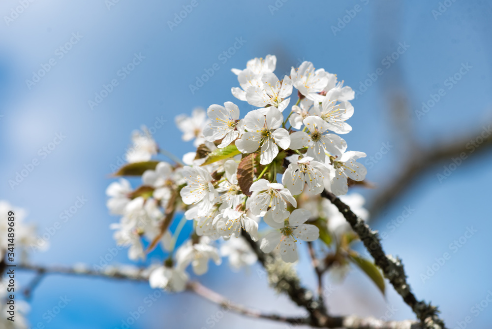 Cherry branch. Blooming white flowers. The blue sky on background. Cherry Blossoms.
Cherry branch. Blooming white flowers. The blue sky on background. Cherry Blossoms.