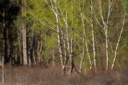 Birch trees with fresh leaves in heather landscape during spring.
