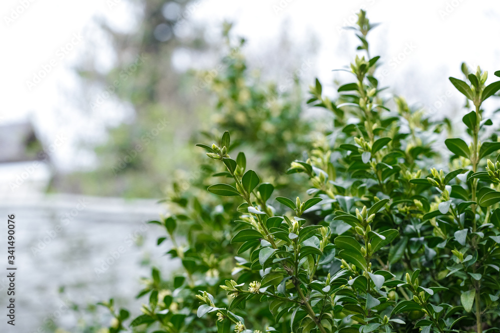 Boxwood is blooming. Big bushes. Bloom. B xus Boxwood is blooming. Big bushes. Bloom. B xus