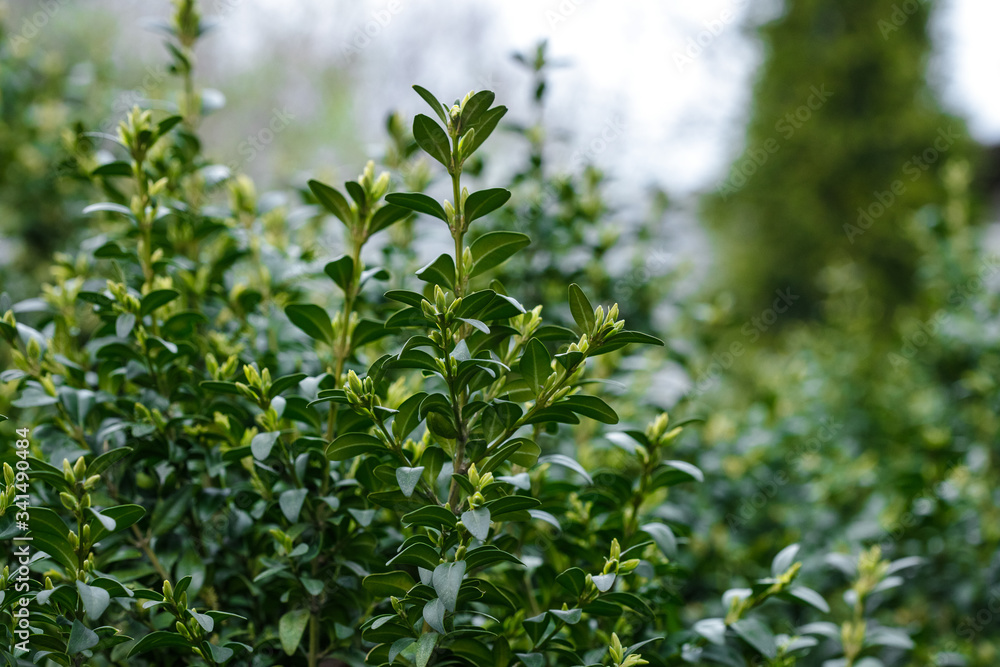 Boxwood is blooming. Big bushes. Bloom. B xus Boxwood is blooming. Big bushes. Bloom. B xus