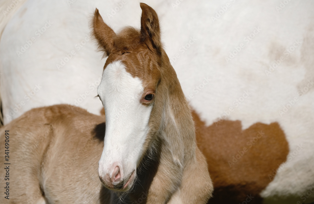 Young brown foal horse with white face close up, baby farm animal. Stock  Photo | Adobe Stock