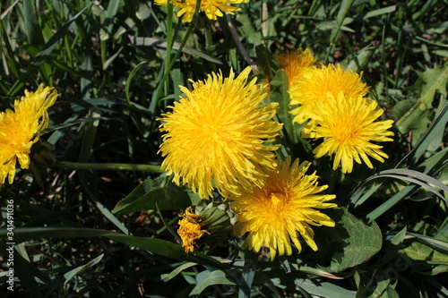 Dandelion