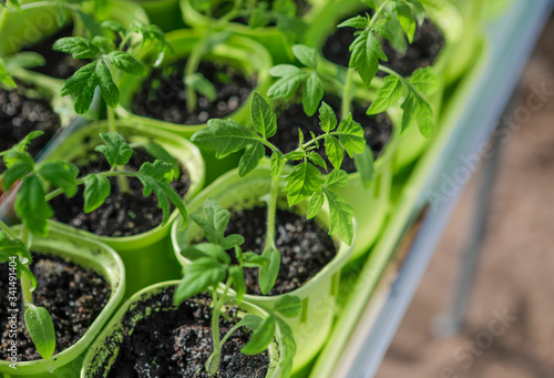 Tomato seedling growing in a plastic container