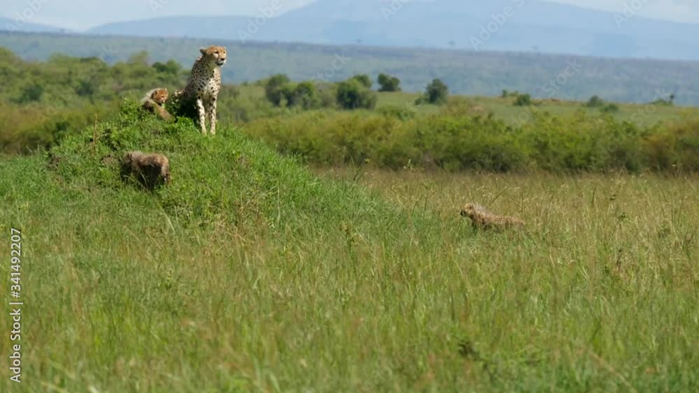 A female cheetah sits atop a termite mound in search of prey for her and her cubs A female cheetah sits atop a termite mound in search of prey for her and her cubs