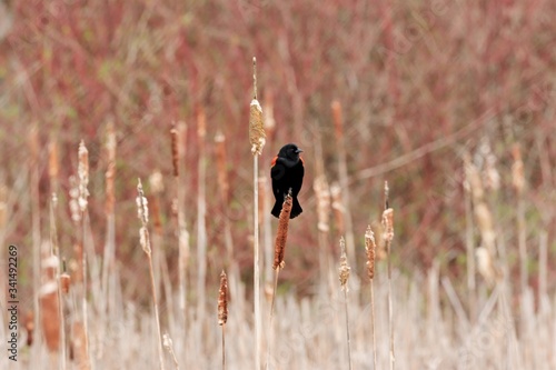 Male Red-winged blackbirds calling out across the marsh and displaying beautiful red plumage on upper wing to attract mates in the warming springtime weather.