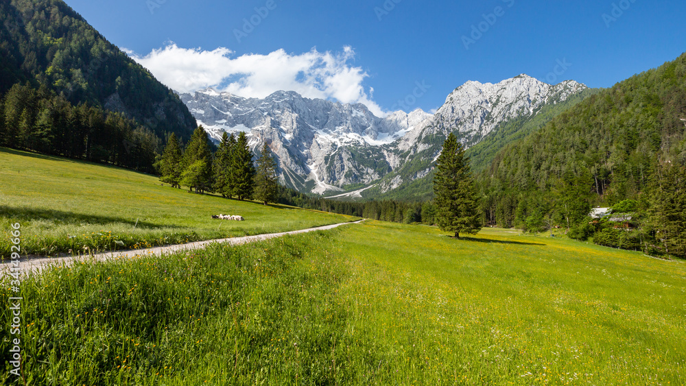 Summer in Jezersko, Slovenia mountain valley pasture with Kamnik-Savinja Alps