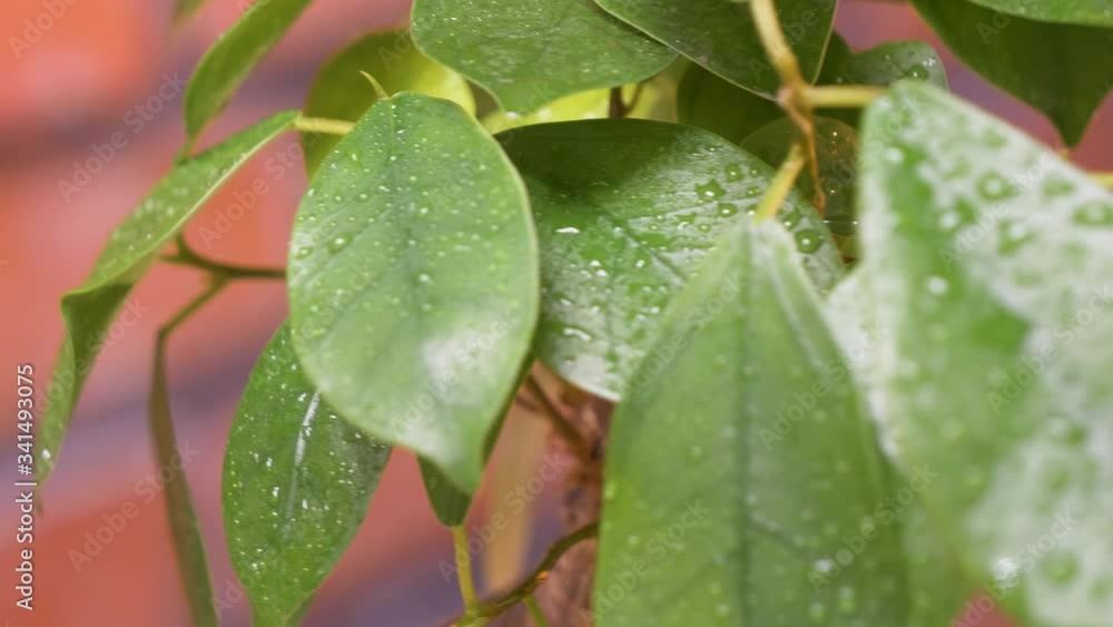 A bonsai tree with shiny leaves with water droplets. The plant rotates right. A bonsai tree with shiny leaves with water droplets. The plant rotates right.