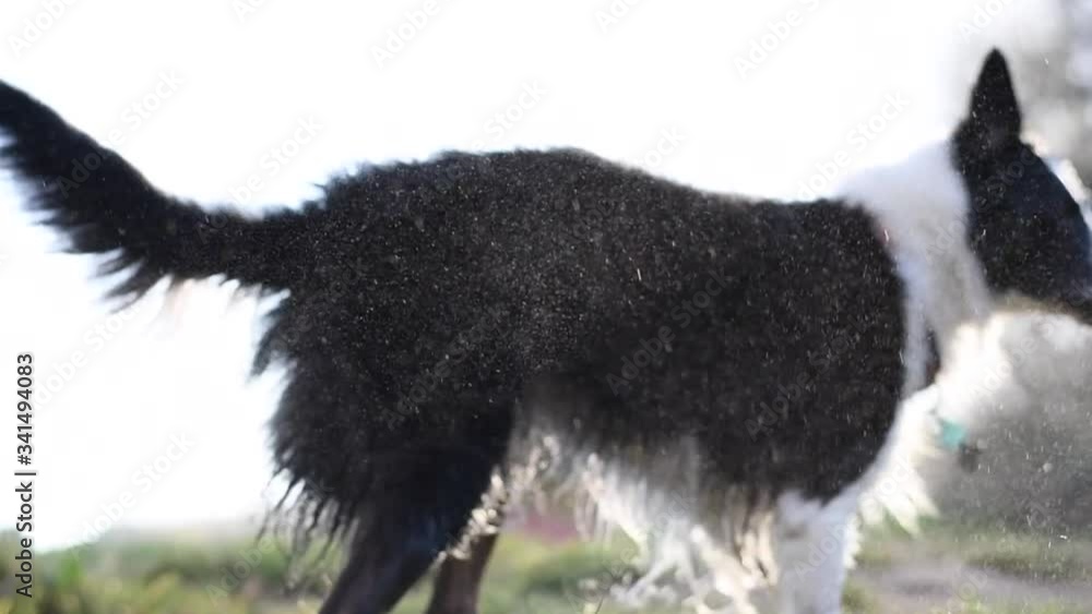 Lovely border collie shaking off the water Lovely border collie shaking off the water
