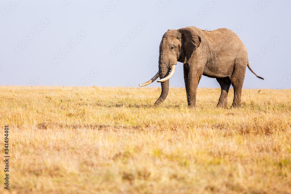 Fototapeta premium Elephant in safari park