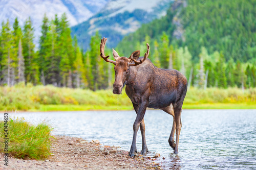 A young, male bull moose with antlers feeding in a lake in Glacier National Park, Montana