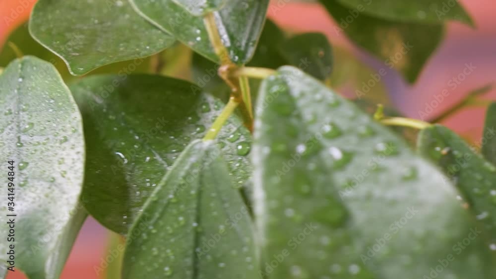 A bonsai tree with shiny leaves with water droplets. The plant rotates right. A bonsai tree with shiny leaves with water droplets. The plant rotates right.