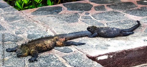 Galapagos marine iguanas on sidewalk, Isabela, Ecuador, Pacific Ocean, coast, island, exotic,