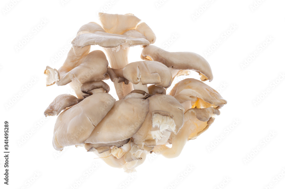 Fototapeta premium Gray fresh oyster mushrooms isolated on white background.