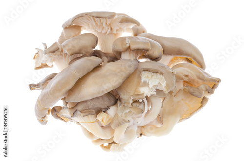 Gray fresh oyster mushrooms isolated on white background.