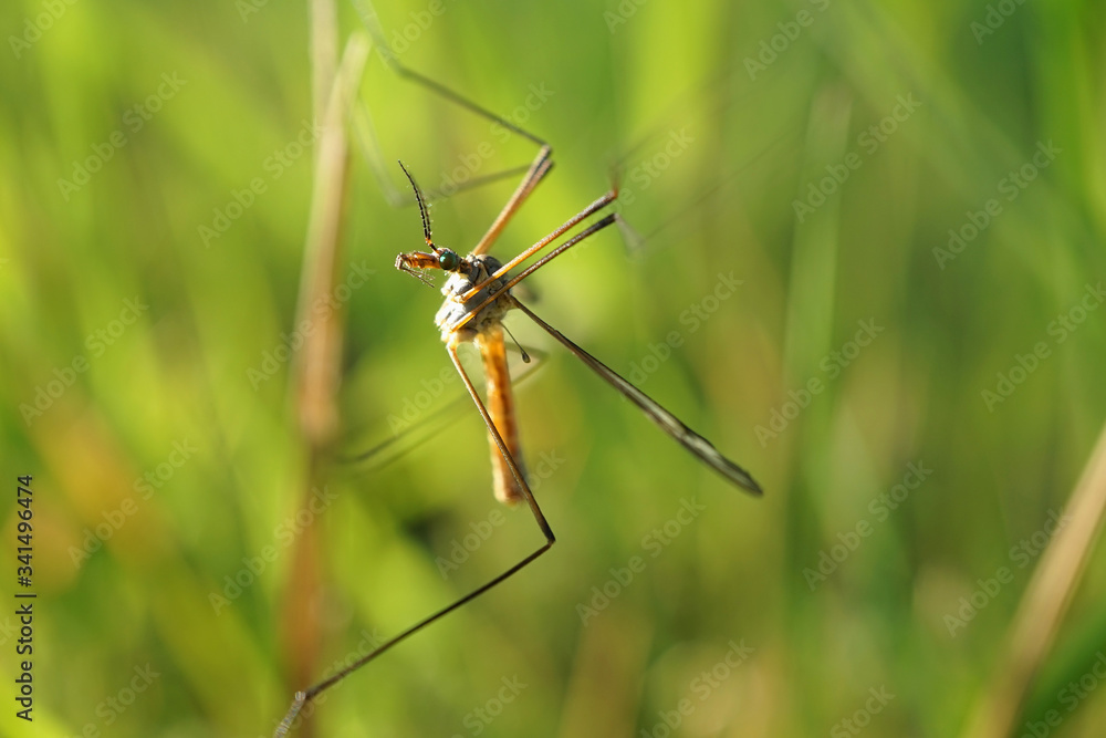 Nahansicht einer Wiesenschnake Nahansicht einer Wiesenschnake