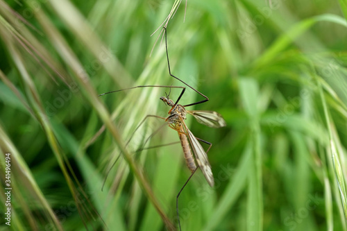 Nahansicht einer Wiesenschnake © Revilo Lessen