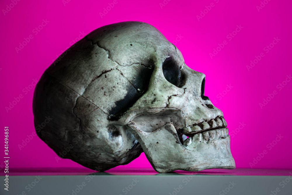 A side view of a dirty skull isolated against a bright pink modern background. A side view of a dirty skull isolated against a bright pink modern background.