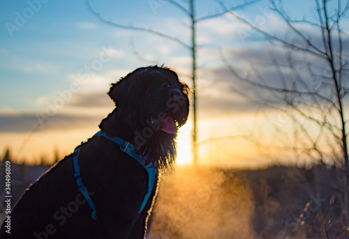 black russian terrier sunset