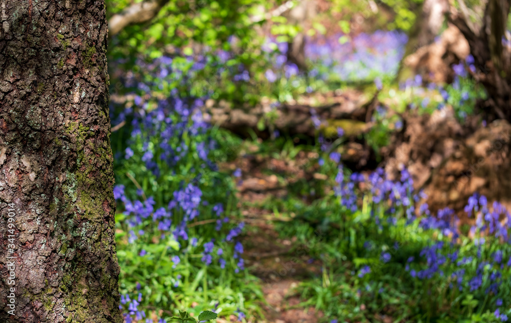 Carpet of bluebells growing in the wild on the forest floor in Whippendell Woods, Watford, Hertfordshire UK. Carpet of bluebells growing in the wild on the forest floor in Whippendell Woods, Watford, Hertfordshire UK.