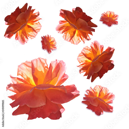 orange red roses isolated on white background