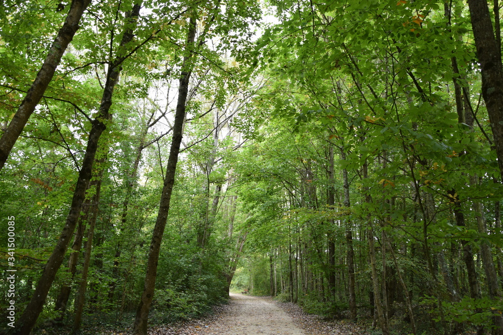 Obraz premium path in the forest