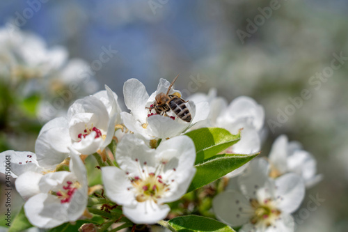 Fruit Tree Pollination - Honey Bee Pollinating Pear Blossom and Collecting Nectar and Pollen