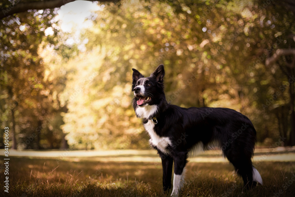 Beautiful black and white border collie performs commands in the park in Poland at autumn