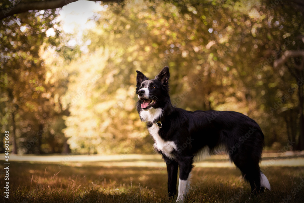 Beautiful black and white border collie performs commands in the park in Poland at autumn